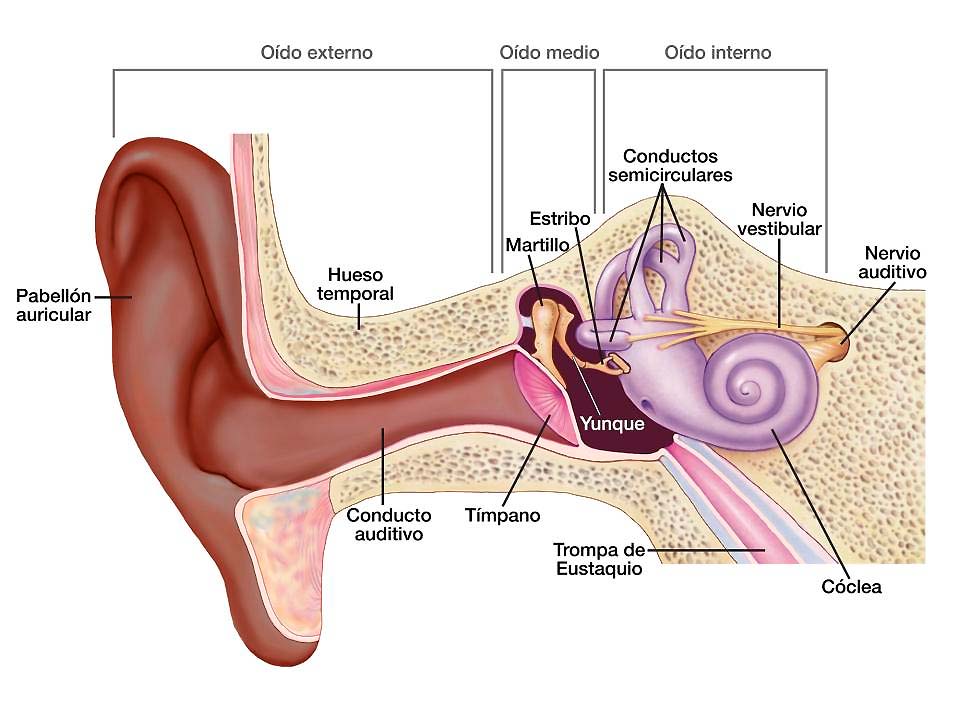 ¿Cómo oímos? Funcionamiento del oído
